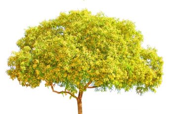 Yellow FLower tree templates